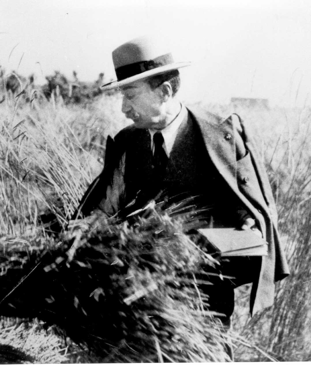 nazareno strampelli infolazio rieti lazio marche puglia grano ricerca genetica innovazione agricoltura_maggiore 3