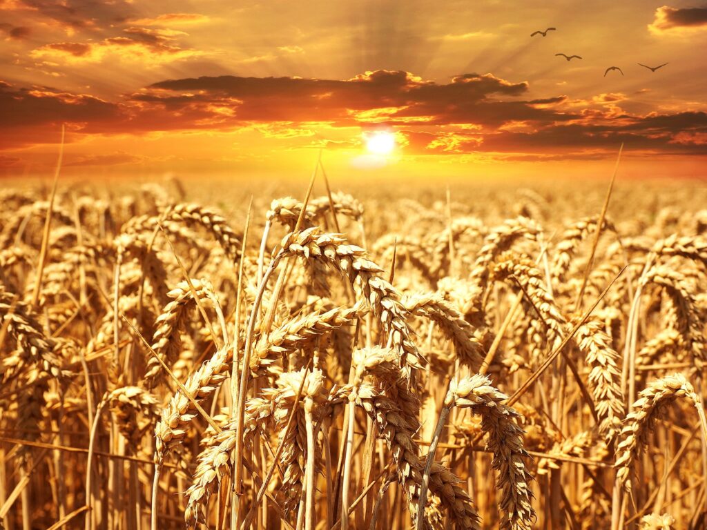 strampelli infolazio rieti lazio marche puglia grano ricerca genetica innovazione agricoltura_campo di grano
