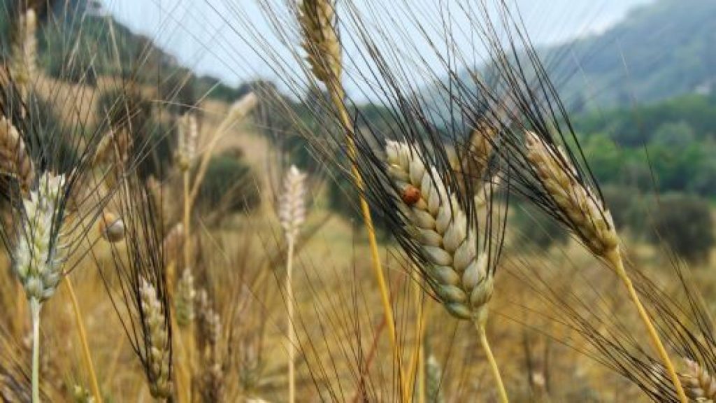 strampelli infolazio rieti lazio marche puglia grano ricerca genetica innovazione agricoltura_
