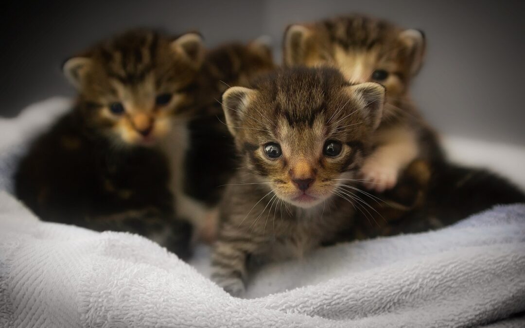 GATTI DI ROMA: RECORD ADOZIONI 711 NEL 2025