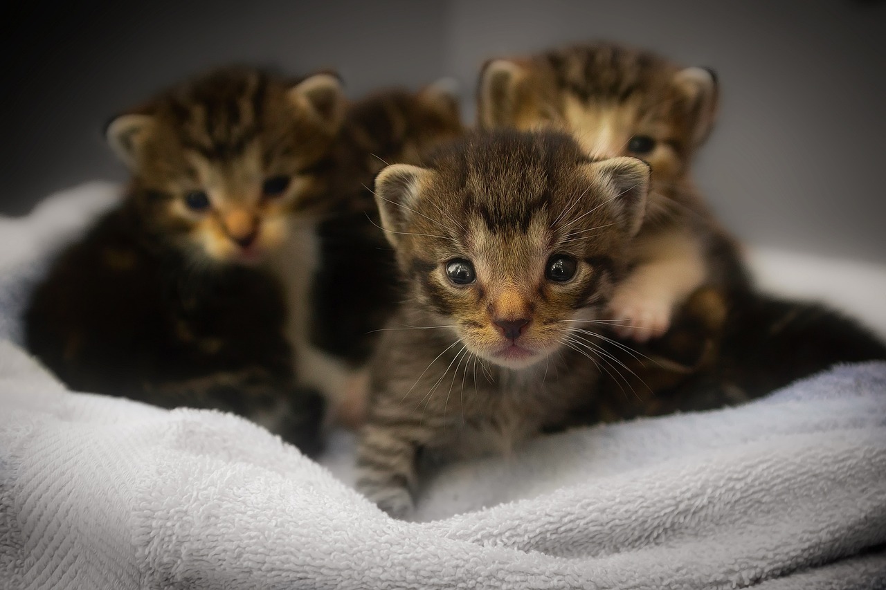 GATTI DI ROMA: RECORD ADOZIONI 711 NEL 2025