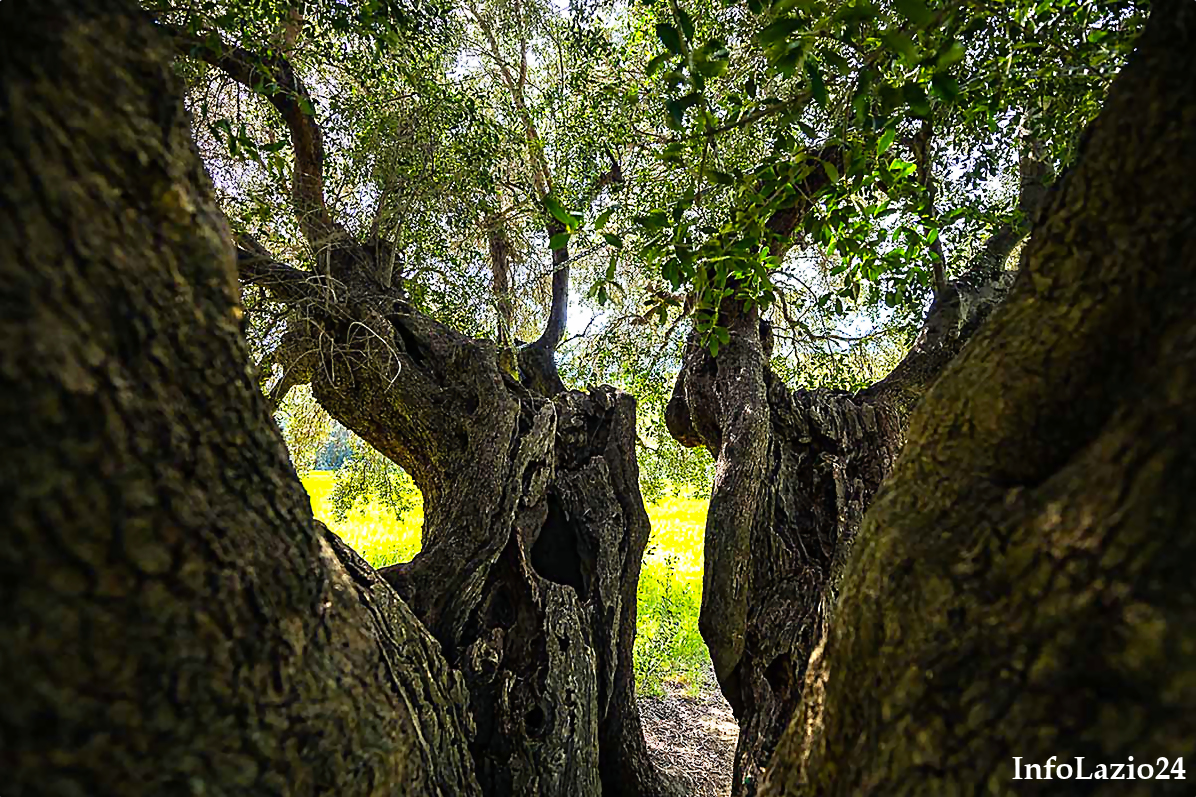 olivo ulivo lazio xylella regione agricoltura allarme infolazio24 informazione lazio 1
