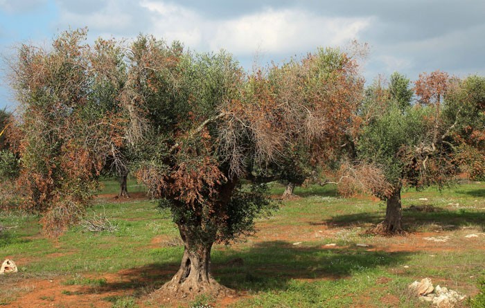 olivo ulivo lazio xylella regione agricoltura allarme infolazio24 informazione lazio 2