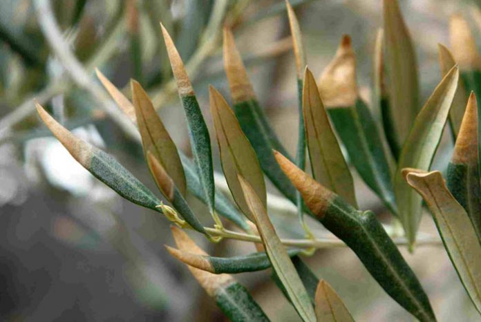 LA XYLELLA NEL LAZIO