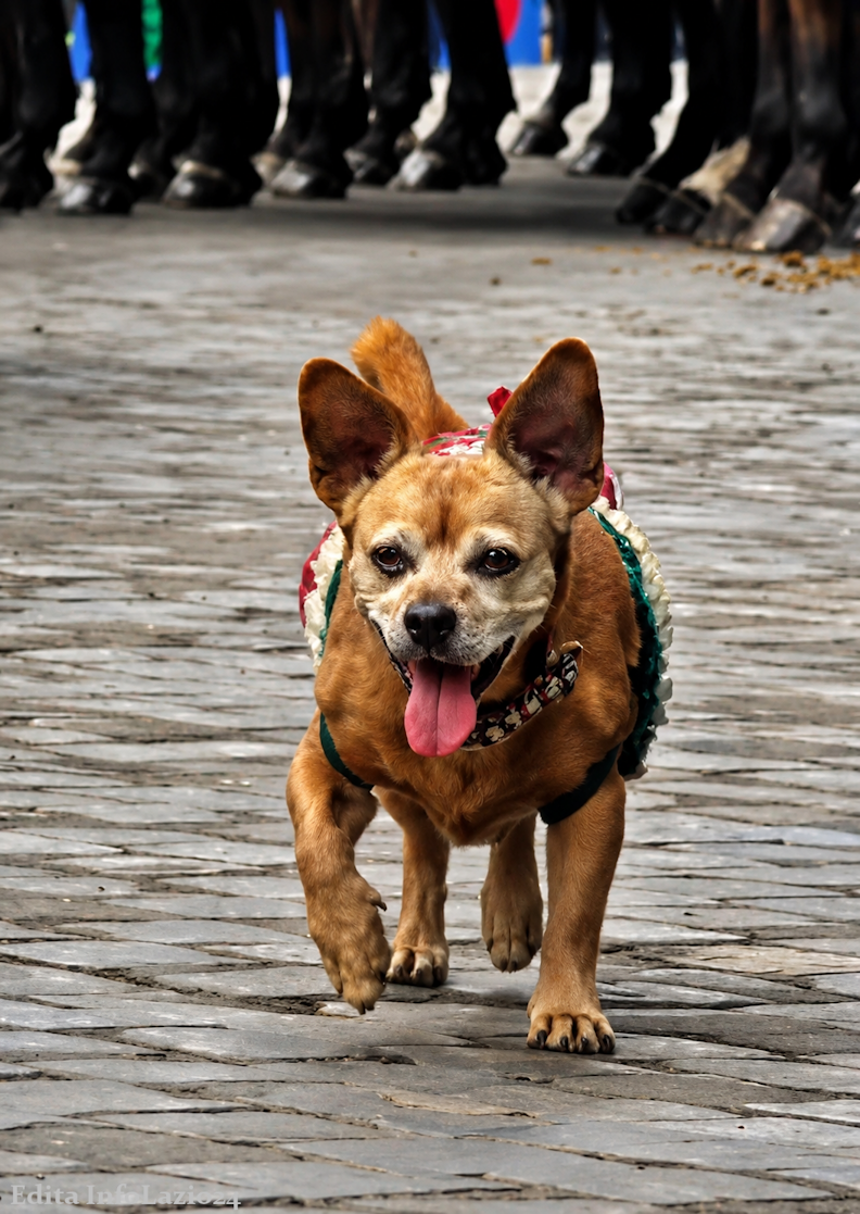 cane briciola carabinieri 2 giugno meticcio adozioni donazione Lazio informazione Infolazio24_primo piano